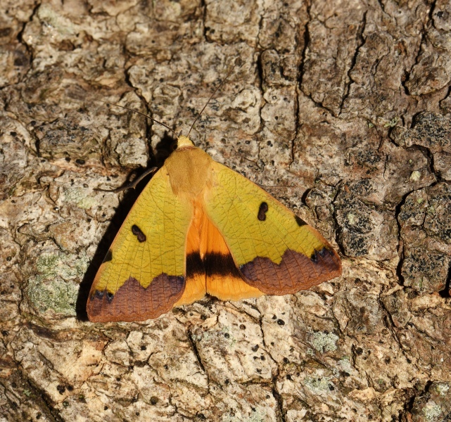 Ophiusa tirhaca (Erebidae)